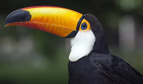 toco toucan: ramphastos toco, a kind of toucan