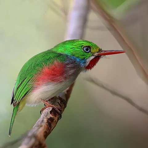 tody: any of the genus Todus of small insectivorous Caribbean birds