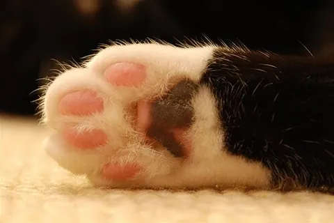 toe bean: any of the digital pads on an animal's paw, typically that of a cat or dog