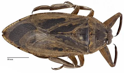 toe biter: a large aquatic true bug with pincer-like front legs, Lethocerus americanus