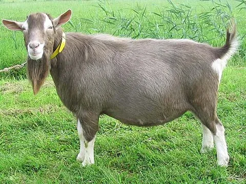 toggenburger: a Swiss breed of dairy goat