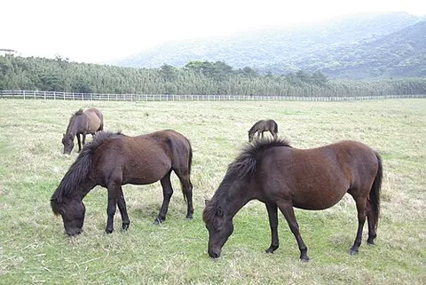 tokara horse: a kind of horse with a predominantly brown coat, native to the Tokara Islands of Japan