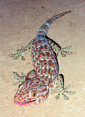 tokay gecko: a species of gecko native to Southeast Asia, Gekko gecko