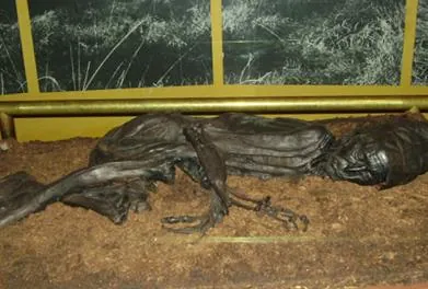 tollund man: a bog body found preserved in peat on the Jutland peninsula, Denmark, in 1950; the naturally...