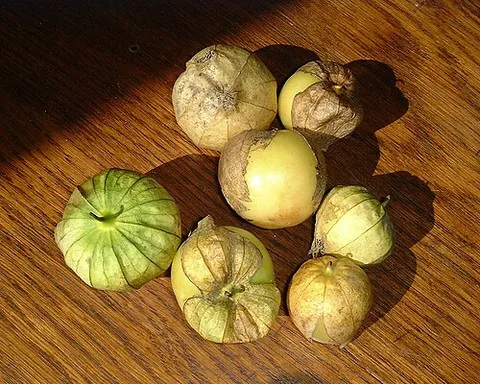 tomatillo: a plant of the nightshade family originating in Mexico, Physalis philadelphica, cultivated for its...
