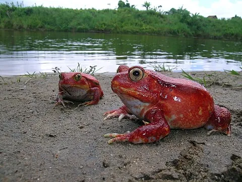 tomato frog: an orange to red frog of the genus Dyscophus