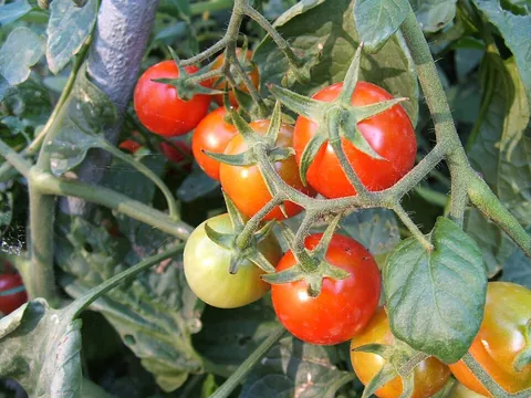 tomato: a widely cultivated plant, Solanum lycopersicum, having edible fruit