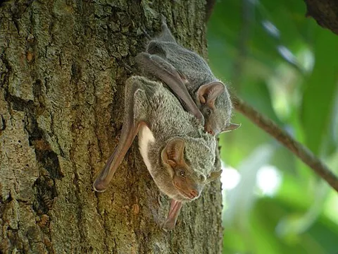 tomb bat: any of various species of Old World bats of the genus Taphozous