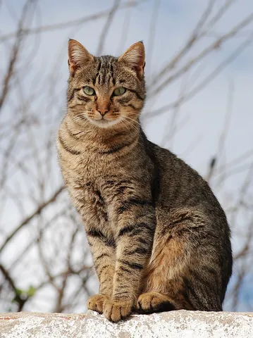 tomcat: a tom (male cat)