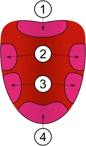 tongue map: a schematic map of the human tongue, labelling which parts are (supposedly) receptive to different...