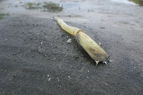 tongue-shell: any species of the brachipod genus Lingula, or similar species