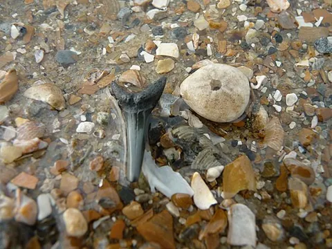 tongue stone: a kind of stone of a long tonguelike shape, most of which are now known to be fossilized shark's...