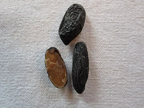 tonka bean: a black wrinkled seed of a neotropical legume tree of species Dipteryx odorata, used as a perfume...