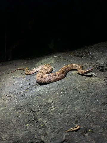 tonkin pit viper: ovophis tonkinensis, a species of common pit viper found in Southeast Asia