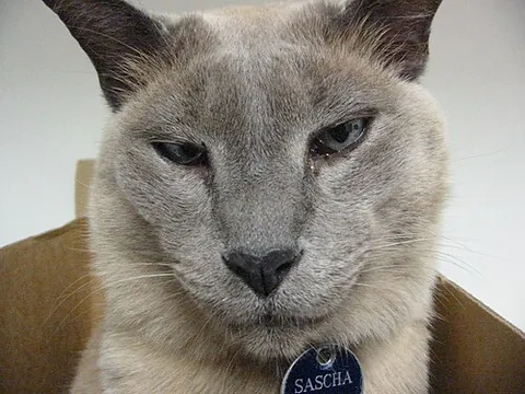tonkinese: of or relating to Tonkin, the northern part of Vietnam