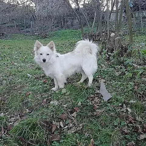 tonya finosu: a very rare dog breed that is a white spitz dog indigenous to Trabzon, Turkey, especially the city...