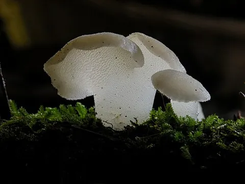 toothed jelly fungus: a mushroom, Pseudohydnum gelatinosum, the only member of the genus Pseudohydnum in the order...