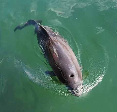 toothed whale: any of the parvorder Odontoceti of cetaceans that have teeth instead of baleen, including sperm...