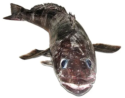 toothfish: either of the two fish species of the genus Dissostichus