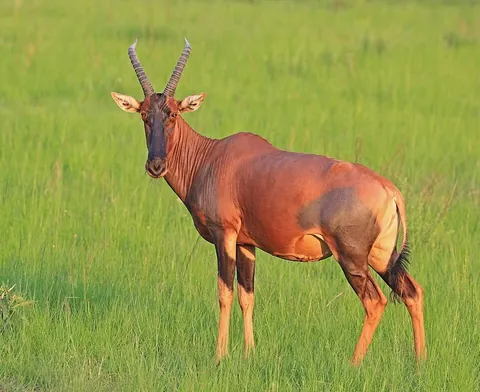 topi: an antelope of the species Damaliscus korrigum syn. Damaliscus lunatus
