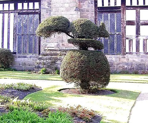 topiary: of, or relating to art of topiaries