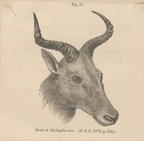 tora hartebeest: an antelope of the subspecies Alcelaphus buselaphus tora, native to Eritrea and Ethiopia