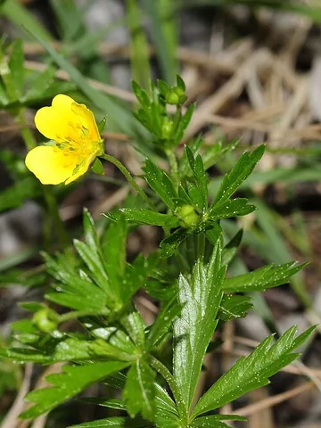 tormentil: a low-growing herb (Potentilla erecta, syn. Potentilla tormentilla)