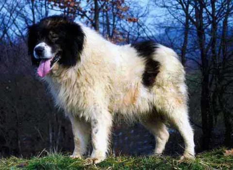 tornjak: a breed of livestock guardian dog native to Bosnia and Herzegovina and Croatia