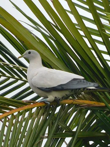 torresian imperial pigeon: a pigeon of species Ducula spilorrhoa