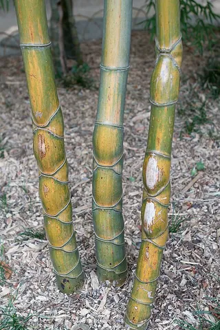 tortoise-shell bamboo: moso bamboo (Phyllostachys edulis)