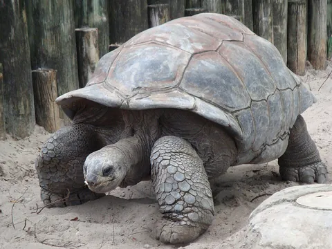 tortoise: any of various land-dwelling reptiles, of the family Testudinidae (chiefly Canada, US) or the order...