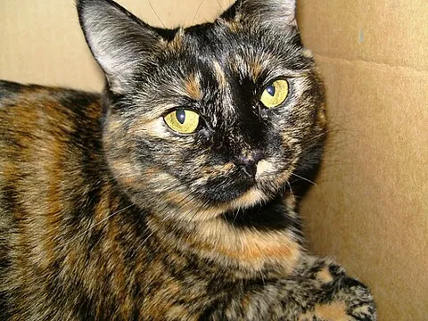 tortoiseshell cat: a domestic cat whose fur has black, brown and yellow markings