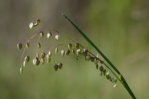 tottergrass: briza media, a species of grass