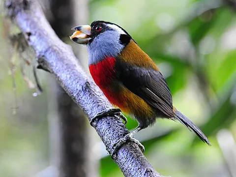 toucan barbet: a South American bird of the species Semnornis ramphastinus
