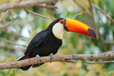 toucan: any of various neotropical frugivorous birds from the family Ramphastidae, with a large colorful...