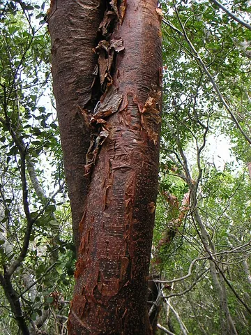 tourist tree: the gumbo limbo, Bursera simaruba