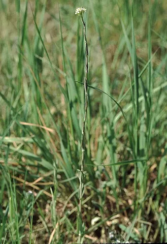 tower mustard: any member of the species Turritis glabra (syn. Arabis glabra) of tall, slim, grey-green plants...