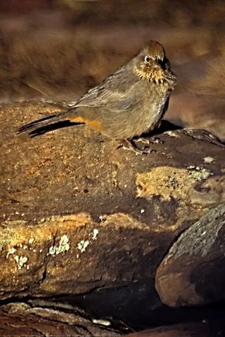towhee: any of several species of birds of the genera Pipilo and Melozone