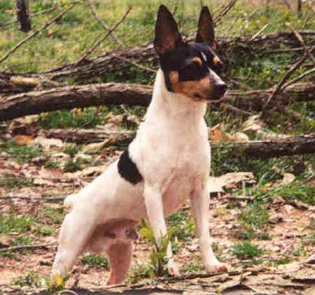 toy fox terrier: a toy terrier bred from the fox terrier and several toy breeds in the United States