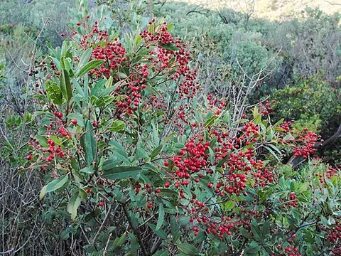 toyon: a chiefly Californian ornamental evergreen shrub (Photinia arbutifolia, syn. Heteromeles...