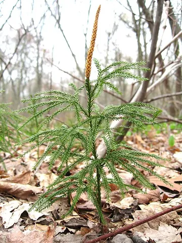 tracheophyte: any plant possessing vascular tissue (xylem and phloem), including ferns, conifers, and flowering...