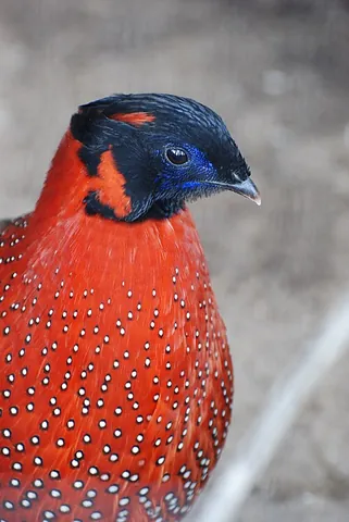 tragopan: any of several species of Asian pheasant of the genus Tragopan