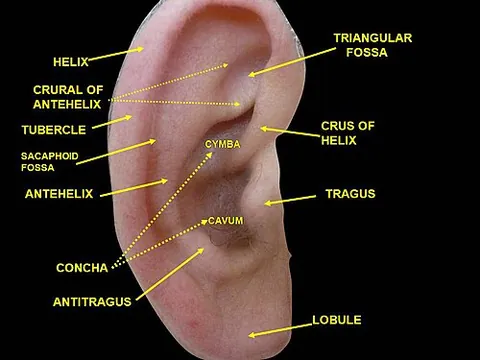 tragus: the small piece of thick cartilage on the inner side of the external ear that is immediately in...