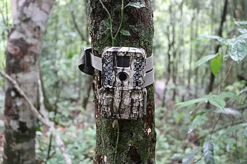 trail camera: an outdoor camera that can be left unattended to take photographs or video footage at regular...