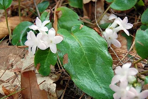 trailing arbutus: the mayflower, Epigaea repens, of eastern North America