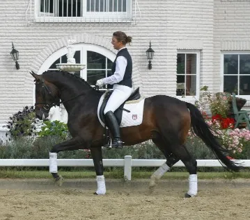 trakehner: a light warmblood breed of horse