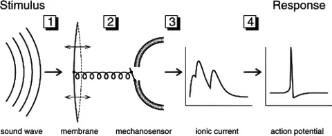 transduction: the transfer of genetic material from one cell to another, typically between bacterial cells, and...