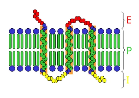 transmembrane: traversing a cellular membrane