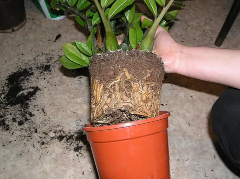 transplant: to uproot (a growing plant), and plant it in another place