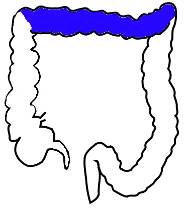 transverse colon: a part of colon joining ascending colon and descending colon